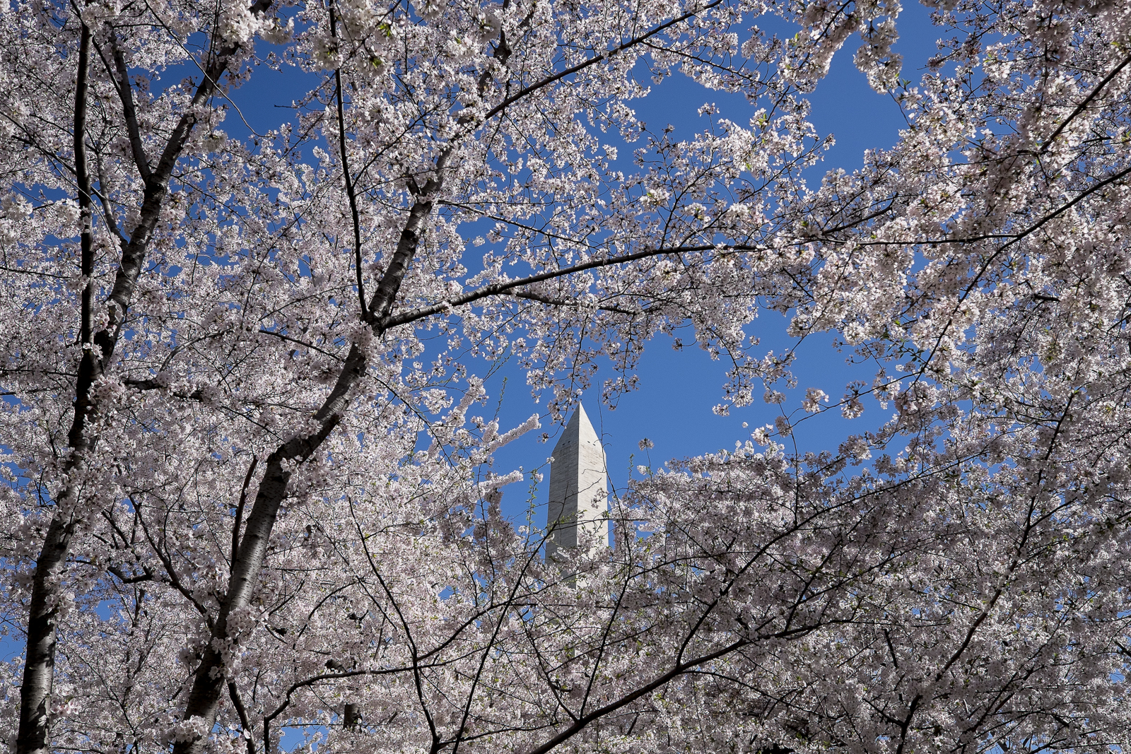 Cherry Blossoms 2014 Pete Marovich